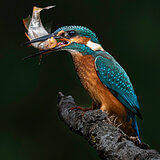 Kingfishers